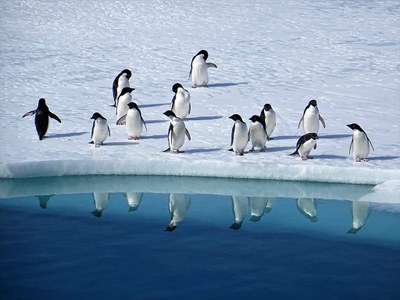 Antartide, droni italiani per i ricercatori.Realizzato censimento dei pinguini Antartide, droni italiani per i ricercatori.Realizzato censimento dei pinguini