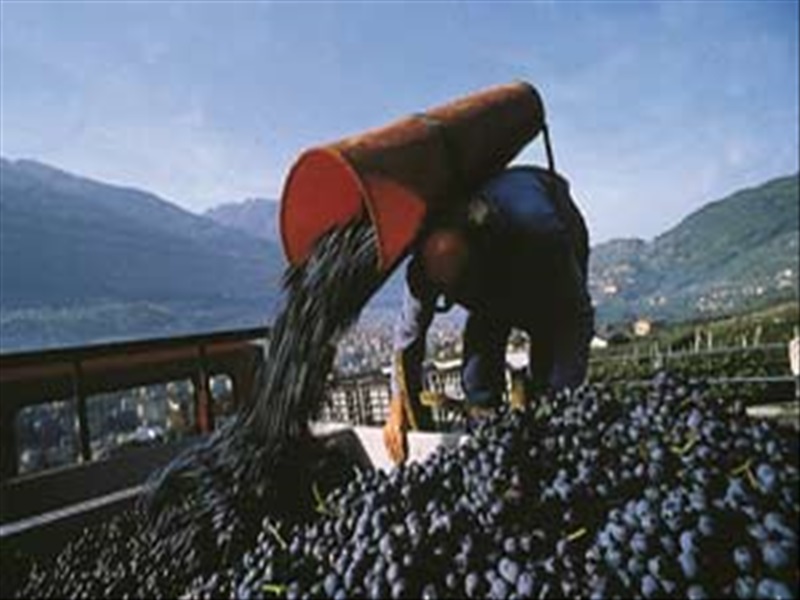 Wine. Weekend con l’evento Cantine Aperte in Lombardia 2019