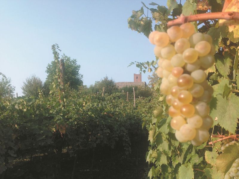 SEAT Urban Vehicles™: a tutto SUV