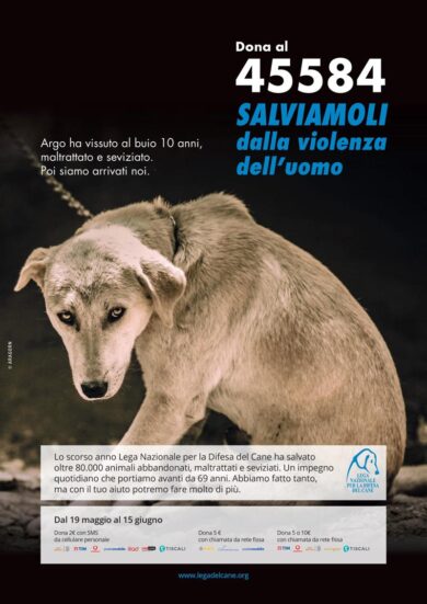 Dai maltrattamenti alla rinascita, una nuova casa per i cani più bisognosi