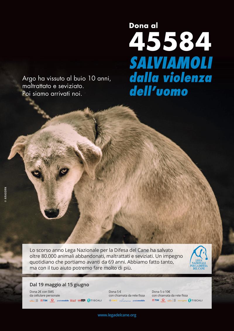 Dai maltrattamenti alla rinascita, una nuova casa per i cani più bisognosi Dai maltrattamenti alla rinascita, una nuova casa per i cani più bisognosi