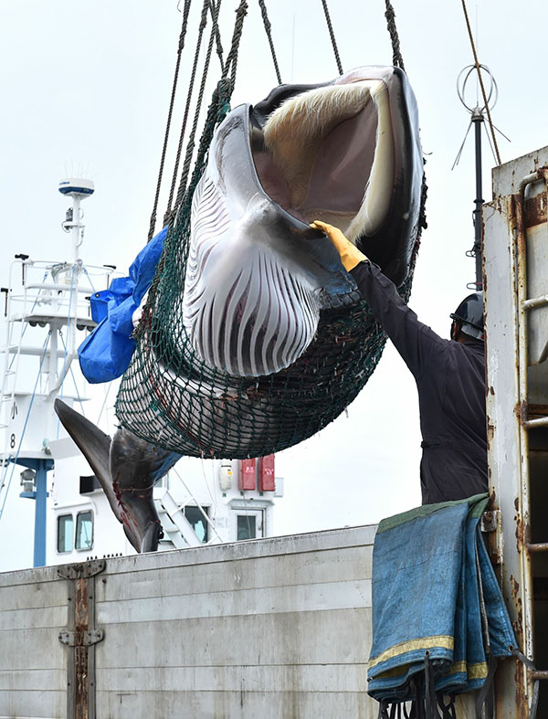 Giappone: riprende la caccia alle balene a scopi commerciali dopo 31 anni Giappone: riprende la caccia alle balene a scopi commerciali dopo 31 anni