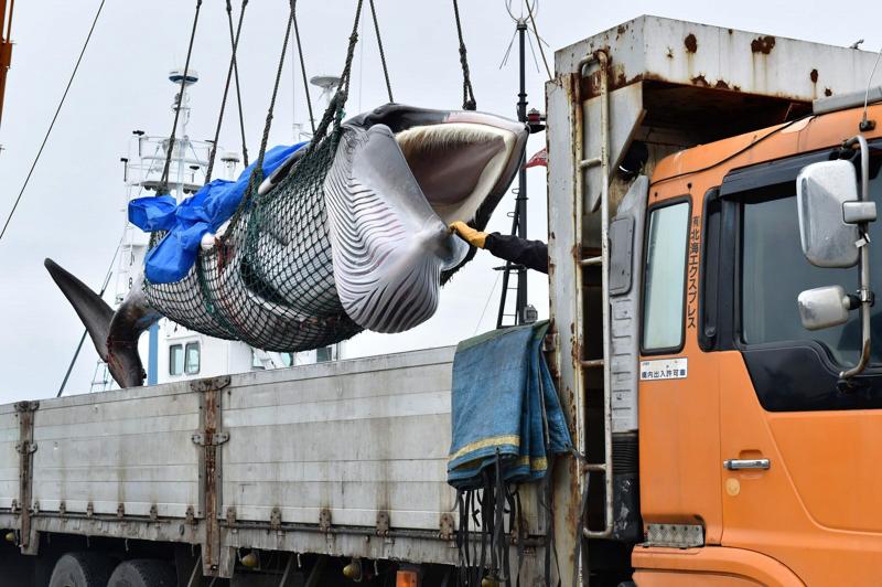 Giappone: riprende la caccia alle balene a scopi commerciali dopo 31 anni Giappone: riprende la caccia alle balene a scopi commerciali dopo 31 anni