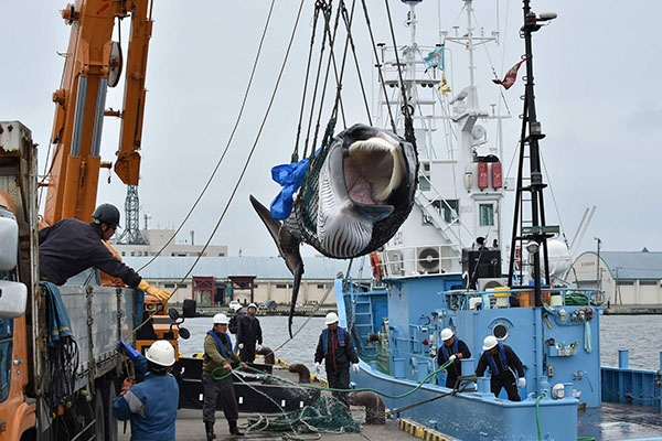 Giappone: riprende la caccia alle balene a scopi commerciali dopo 31 anni Giappone: riprende la caccia alle balene a scopi commerciali dopo 31 anni