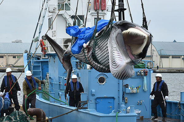 Giappone: riprende la caccia alle balene a scopi commerciali dopo 31 anni Giappone: riprende la caccia alle balene a scopi commerciali dopo 31 anni