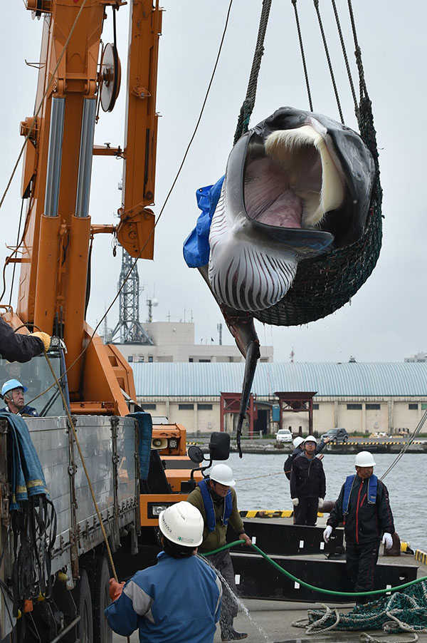 Giappone: riprende la caccia alle balene a scopi commerciali dopo 31 anni Giappone: riprende la caccia alle balene a scopi commerciali dopo 31 anni