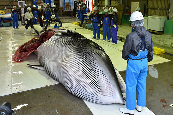 Giappone: riprende la caccia alle balene a scopi commerciali dopo 31 anni Giappone: riprende la caccia alle balene a scopi commerciali dopo 31 anni