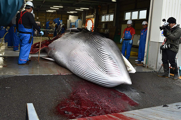 Giappone: riprende la caccia alle balene a scopi commerciali dopo 31 anni Giappone: riprende la caccia alle balene a scopi commerciali dopo 31 anni