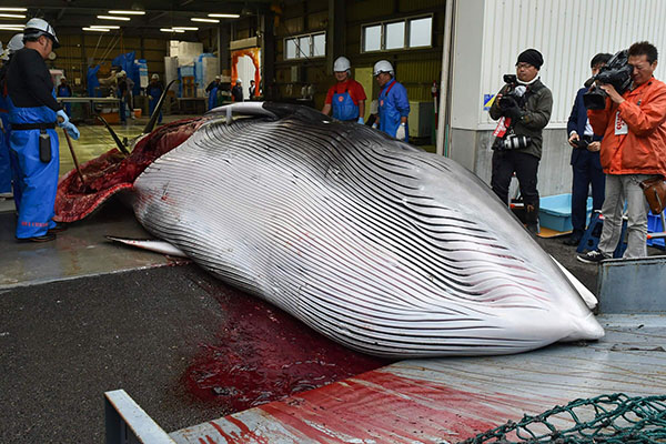 Giappone: riprende la caccia alle balene a scopi commerciali dopo 31 anni Giappone: riprende la caccia alle balene a scopi commerciali dopo 31 anni