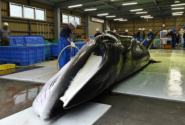 Giappone: riprende la caccia alle balene a scopi commerciali dopo 31 anni Giappone: riprende la caccia alle balene a scopi commerciali dopo 31 anni