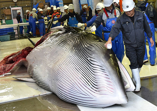 Giappone: riprende la caccia alle balene a scopi commerciali dopo 31 anni Giappone: riprende la caccia alle balene a scopi commerciali dopo 31 anni