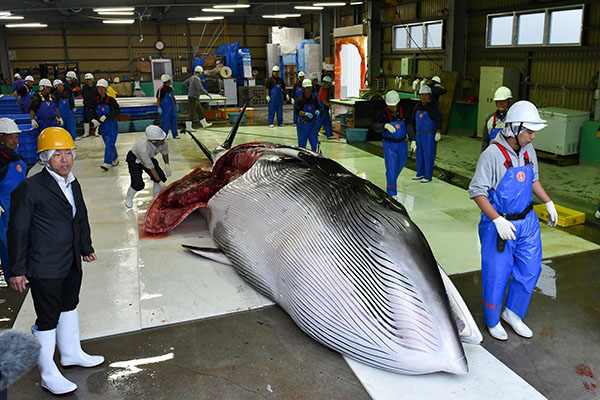 Giappone: riprende la caccia alle balene a scopi commerciali dopo 31 anni Giappone: riprende la caccia alle balene a scopi commerciali dopo 31 anni