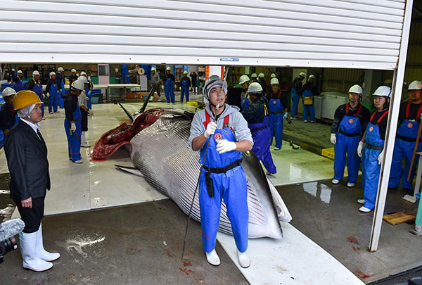 Giappone: riprende la caccia alle balene a scopi commerciali dopo 31 anni Giappone: riprende la caccia alle balene a scopi commerciali dopo 31 anni