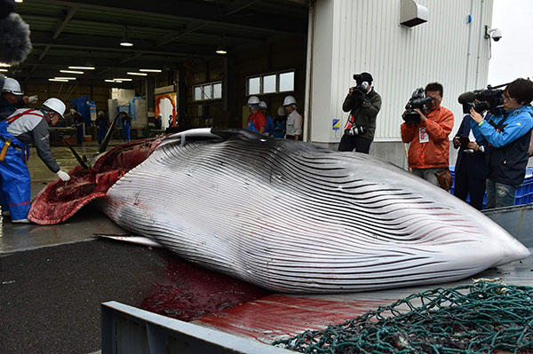 Giappone: riprende la caccia alle balene a scopi commerciali dopo 31 anni Giappone: riprende la caccia alle balene a scopi commerciali dopo 31 anni