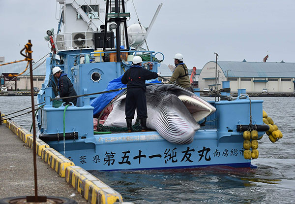 Giappone: riprende la caccia alle balene a scopi commerciali dopo 31 anni Giappone: riprende la caccia alle balene a scopi commerciali dopo 31 anni