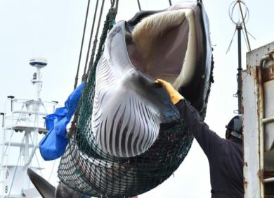 Giappone: riprende la caccia alle balene a scopi commerciali dopo 31 anni