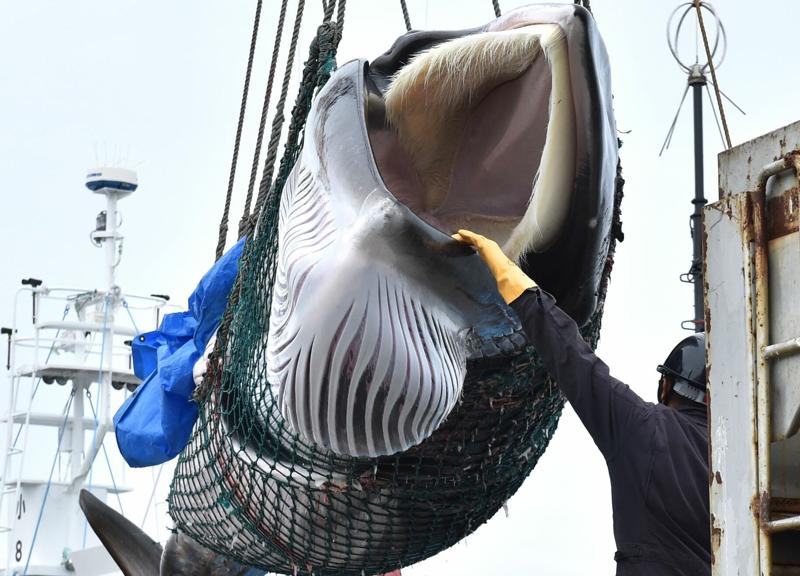 Giappone: riprende la caccia alle balene a scopi commerciali dopo 31 anni Giappone: riprende la caccia alle balene a scopi commerciali dopo 31 anni