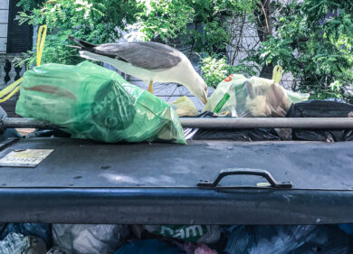 Rifiuti Roma, incontro segreto tra Ama e le Asl: dramma. Mobilitati i medici