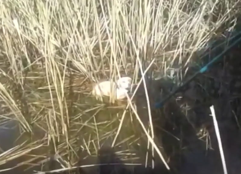 Due cani finiti in un pozzo a Ceglie Messapica, le fasi del salvataggio. VIDEO Due cani finiti in un pozzo a Ceglie Messapica, le fasi del salvataggio. VIDEO