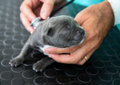 Polizia locale e Ats salvano cane con cuccioli da maltrattamenti. FOTO