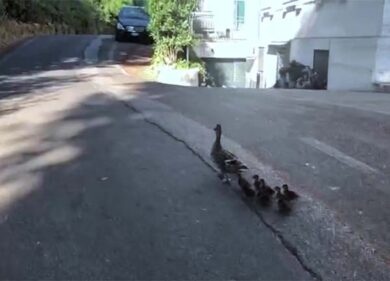 Mamma anatroccolo e i cuccioli in fuga da Villa Borghese. Scortati dai vigili