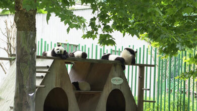 Cina, aumenta la popolazione dei panda giganti