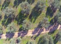 ulivi xylella2 ulivi xylella2