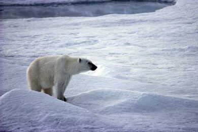 Onu, allarme cambiamenti climatici. Riscaldamento peserà su fame e migrazioni