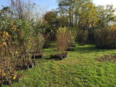 Ambiente, appello alle scuole di tutto il mondo: “Piantate alberi”