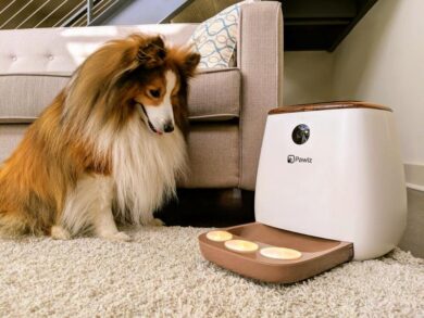 Innovazione, stravaganza e cani: cosa accomuna questi tre concetti?