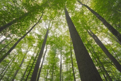Le querce nella Foresta di Tronçais, Francia