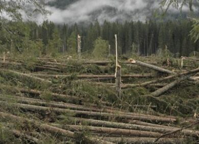 Tempesta Vaia, un anno dopo il disastro il bilancio alla Fiera di Longarone