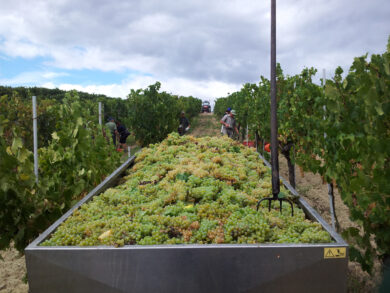 Vernaccia di San Gimignano, la vendemmia inizia con i migliori auspici