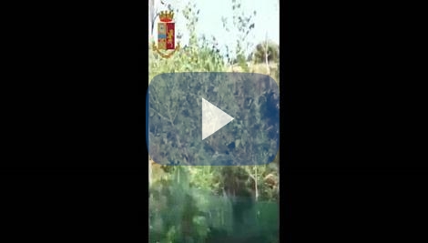 Maxi piantagione di marija in casa. Le foglie arrivano a due metri di altezza Maxi piantagione di marija in casa. Le foglie arrivano a due metri di altezza