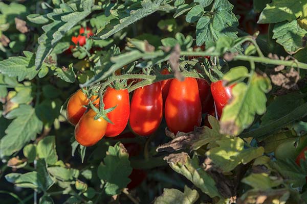 Cumadoro, il pomodoro Cannellino flegreo diventa confettura per palati fini