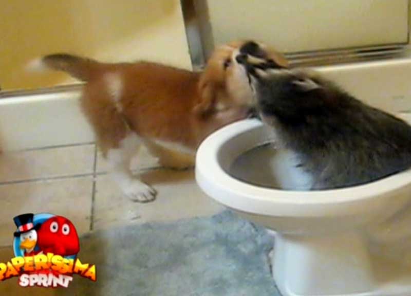 Gatti che volano e cani in pentola: gli Animalisti denunciano Paperissima Gatti che volano e cani in pentola: gli Animalisti denunciano Paperissima
