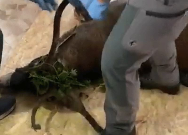 Blitz della polizia nel negozio di abbigliamento. Trovano… sorpresa!