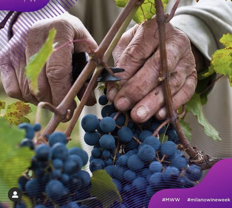 Milano Wine Week: dal 6 al 13 ottobre torna la Milano da bere. FOTO