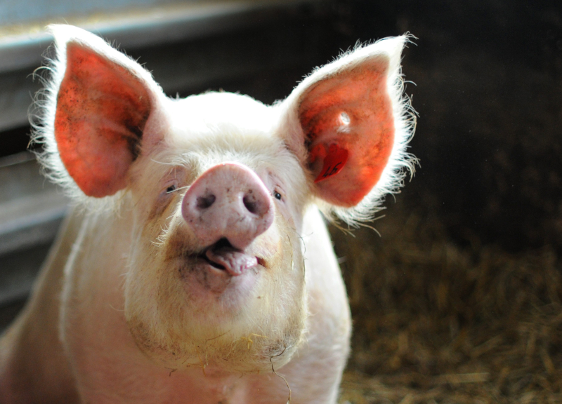 Sbranato da una scrofa, il bimbo di 2 anni operato d’urgenza: è in fin di vita Sbranato da una scrofa, il bimbo di 2 anni operato d’urgenza: è in fin di vita