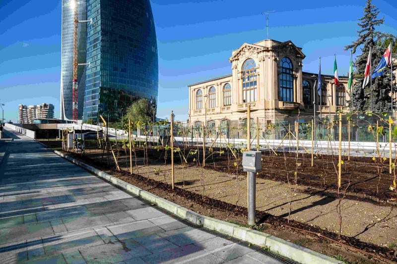 Ecco la vigna di Citylife. Tra i grattacieli, 170 piante di uva – FOTO
