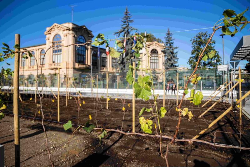 Ecco la vigna di Citylife. Tra i grattacieli, 170 piante di uva – FOTO