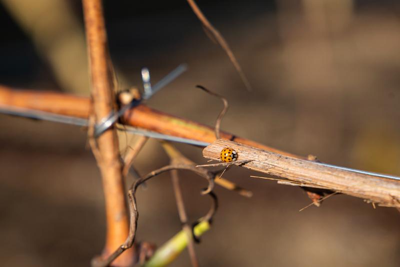 Ecco la vigna di Citylife. Tra i grattacieli, 170 piante di uva – FOTO