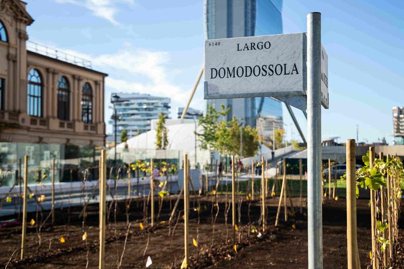 Ecco la vigna di Citylife. Tra i grattacieli, 170 piante di uva – FOTO