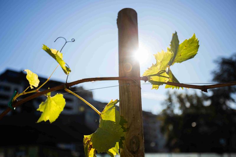 Ecco la vigna di Citylife. Tra i grattacieli, 170 piante di uva – FOTO