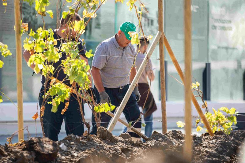 Ecco la vigna di Citylife. Tra i grattacieli, 170 piante di uva – FOTO