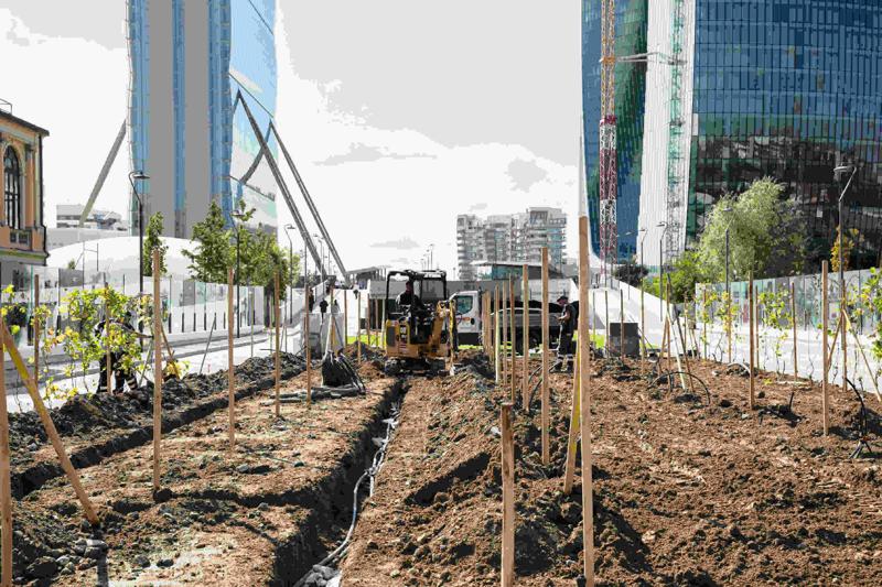 Ecco la vigna di Citylife. Tra i grattacieli, 170 piante di uva – FOTO