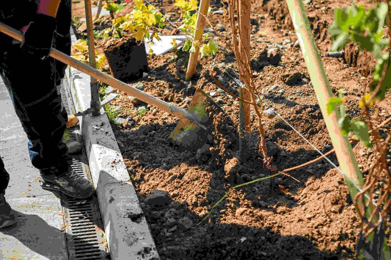 Ecco la vigna di Citylife. Tra i grattacieli, 170 piante di uva – FOTO