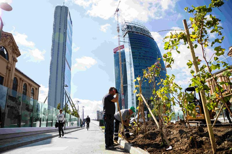 Ecco la vigna di Citylife. Tra i grattacieli, 170 piante di uva – FOTO