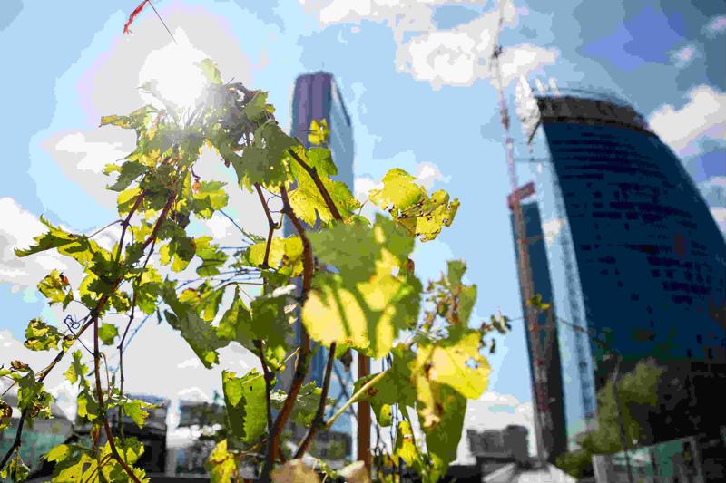 Ecco la vigna di Citylife. Tra i grattacieli, 170 piante di uva – FOTO