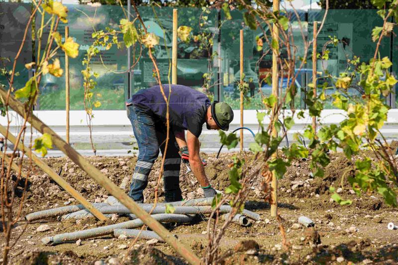 Ecco la vigna di Citylife. Tra i grattacieli, 170 piante di uva – FOTO